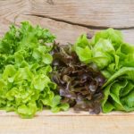 tipos de alfaces para plantar