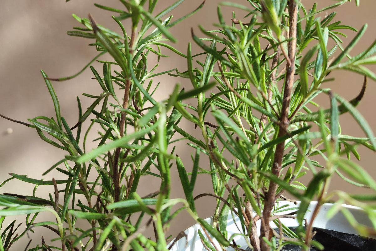 melhor planta para deixar na cozinha