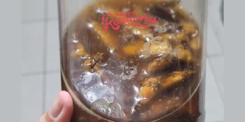 refrigerante caseiro