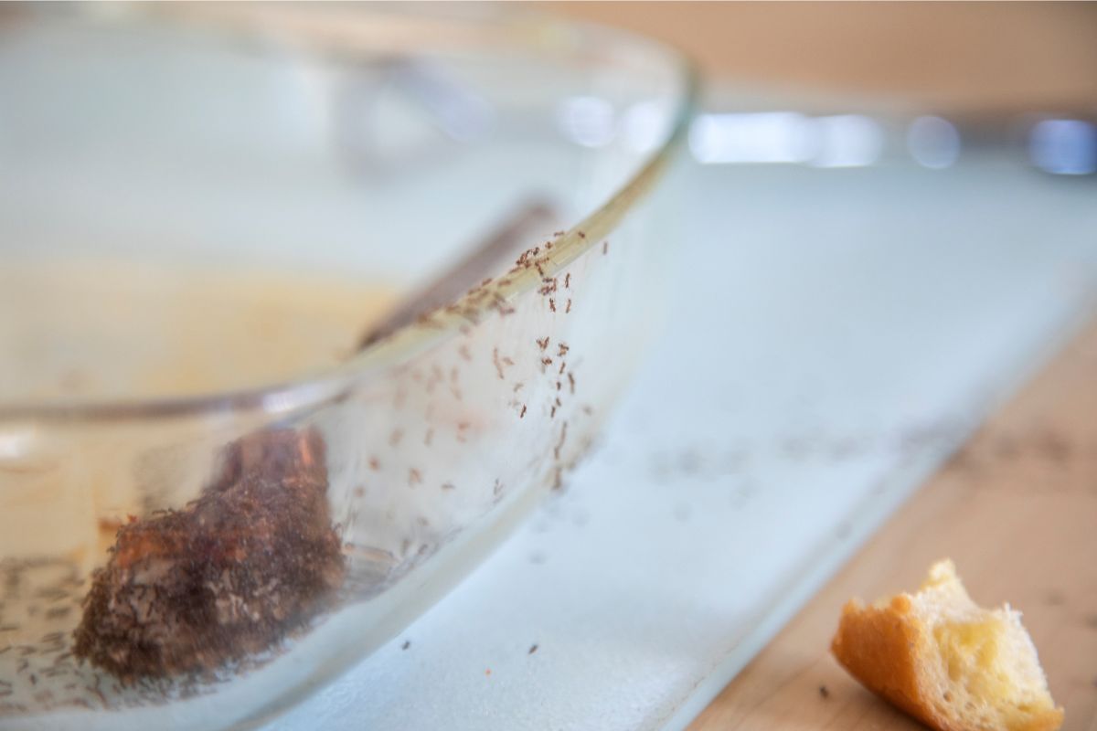 acabar com formigas pequenas na cozinha