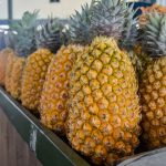 escolher abacaxi maduro 1