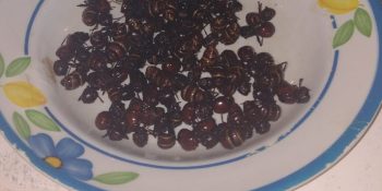 Receita de tanajura na manteiga que é a melhor