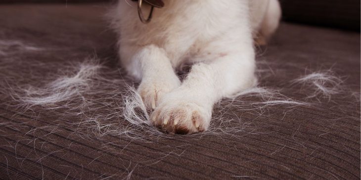 pelo de cachorro em casa