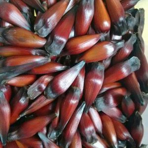 pinhão junino ana maria