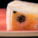 como saber se o queijo estragou