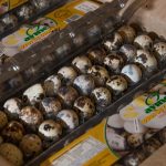 escolher ovos de codorna