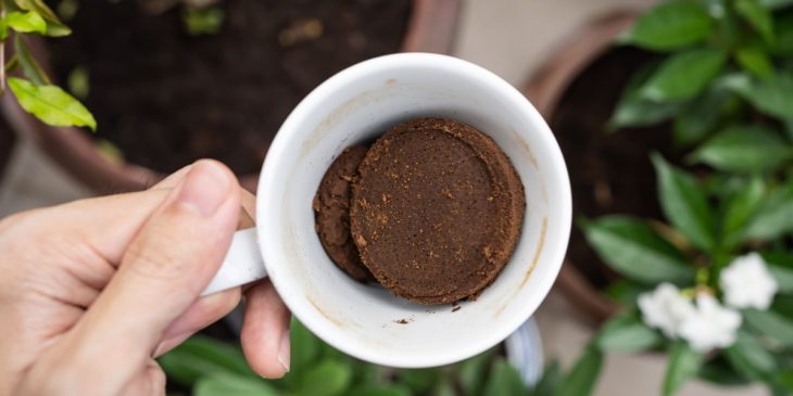 mistura com café para plantas