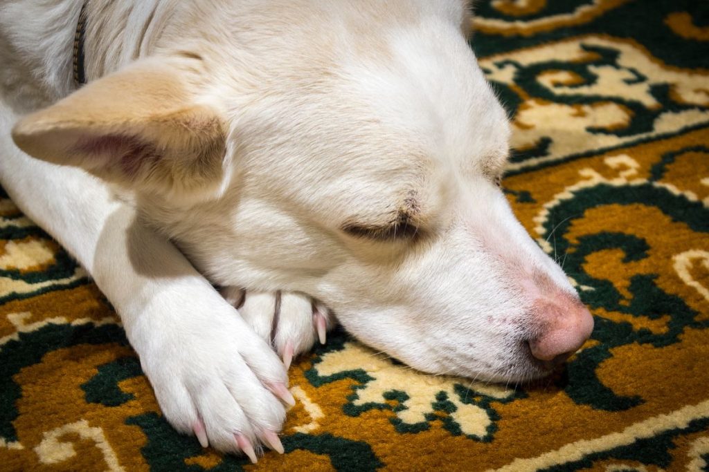 tirar pelo de cachorro do tapete