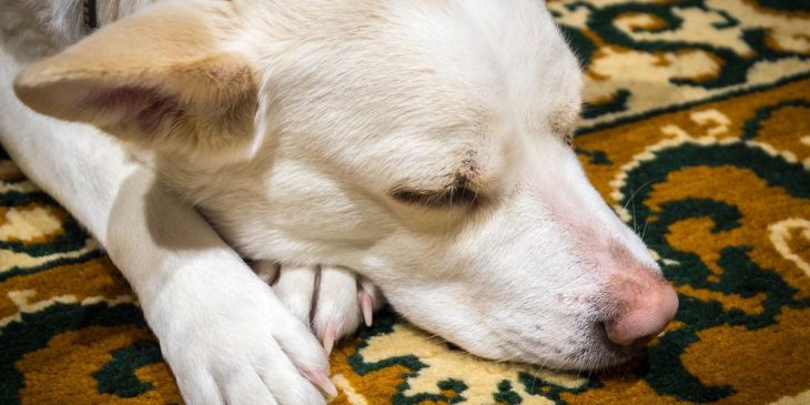 tirar pelo de cachorro do tapete