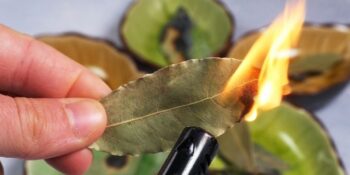 queimar folhas de louro