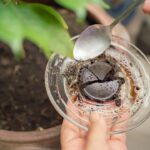 adubo de casca de banana com café