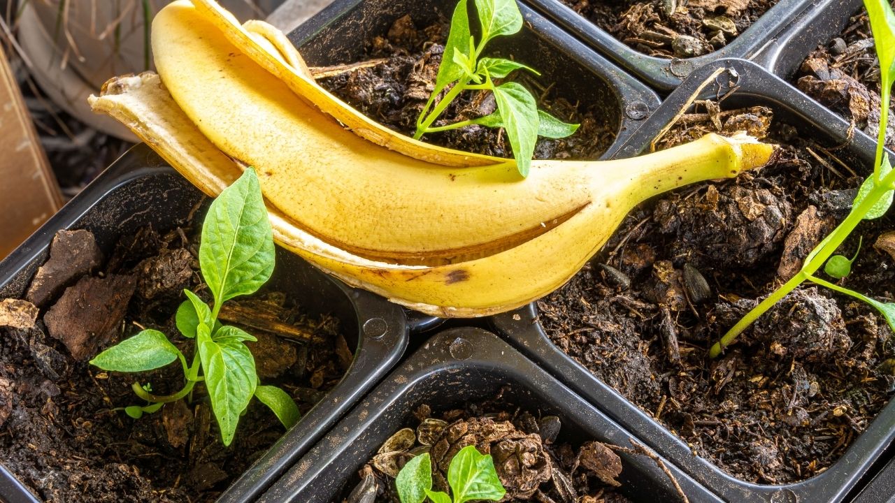 adubo de casca de banana com café