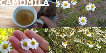 Chá de camomila com canela