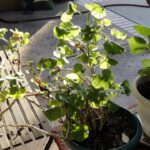 Colocar remédios em plantas