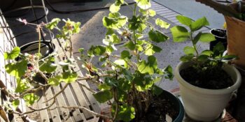 Colocar remédios em plantas