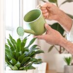 melhor horário para regar as plantas