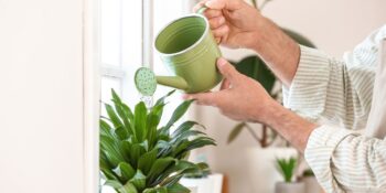 melhor horário para regar as plantas