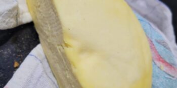 Queijo caseiro sem lactose