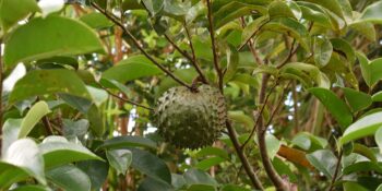 Chá da casca da graviola