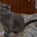 Como limpar xixi de gato do colchão