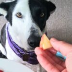 frutas que cachorro não pode comer