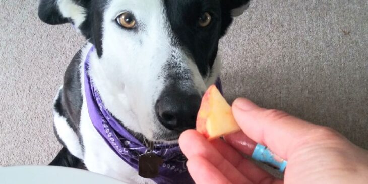 frutas que cachorro não pode comer