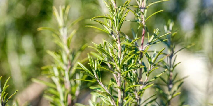 temperos fáceis de plantar em casa