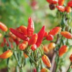 pimenta-malagueta-em-casa