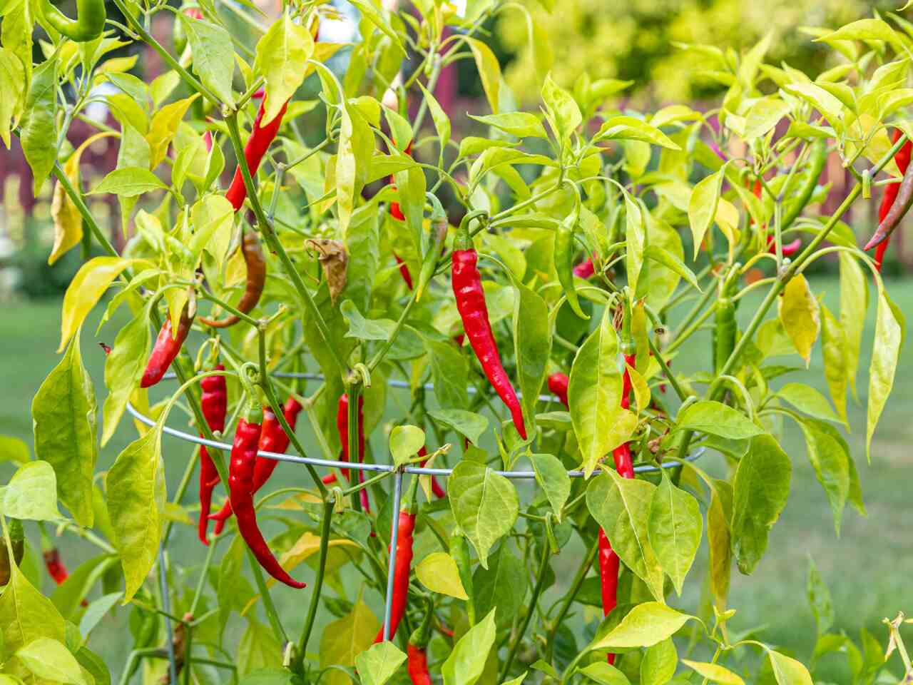 cultivar pimenta malagueta