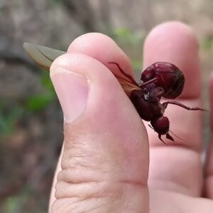 Tanajura temperada receita