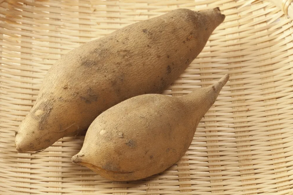 Como Incluir a Batata Yacon na Sua Dieta - Foto: word-image