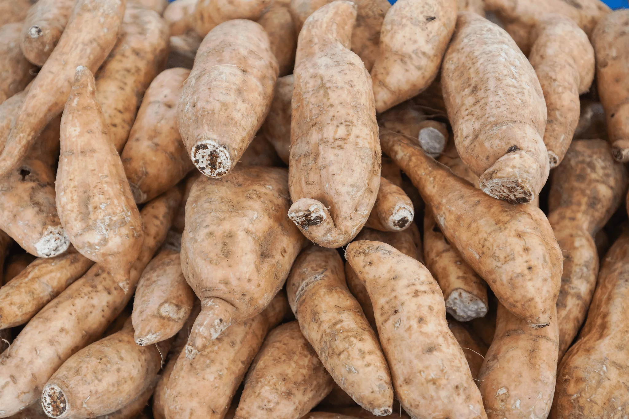 Batata Yacon - Foto: word-image