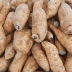 Como Incluir a Batata Yacon na Sua Dieta - Foto: word-image