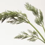 O que é diu na culinária? - Foto: Photodisc/SAÚDE é Vital