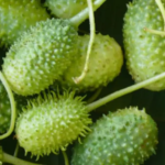 Pouca gente valoriza, mas o maxixe é um dos vegetais mais poderosos; descubra