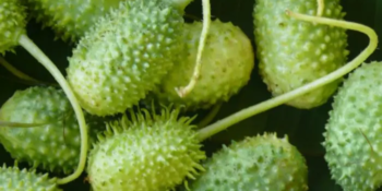 Pouca gente valoriza, mas o maxixe é um dos vegetais mais poderosos; descubra