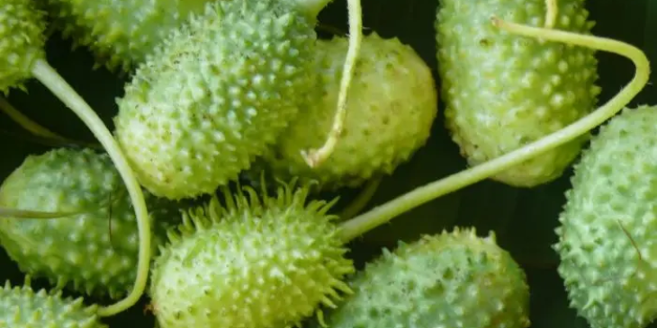 Pouca gente valoriza, mas o maxixe é um dos vegetais mais poderosos; descubra