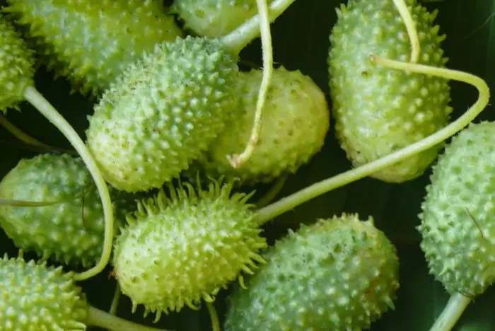 Pouca gente valoriza, mas o maxixe é um dos vegetais mais poderosos; descubra